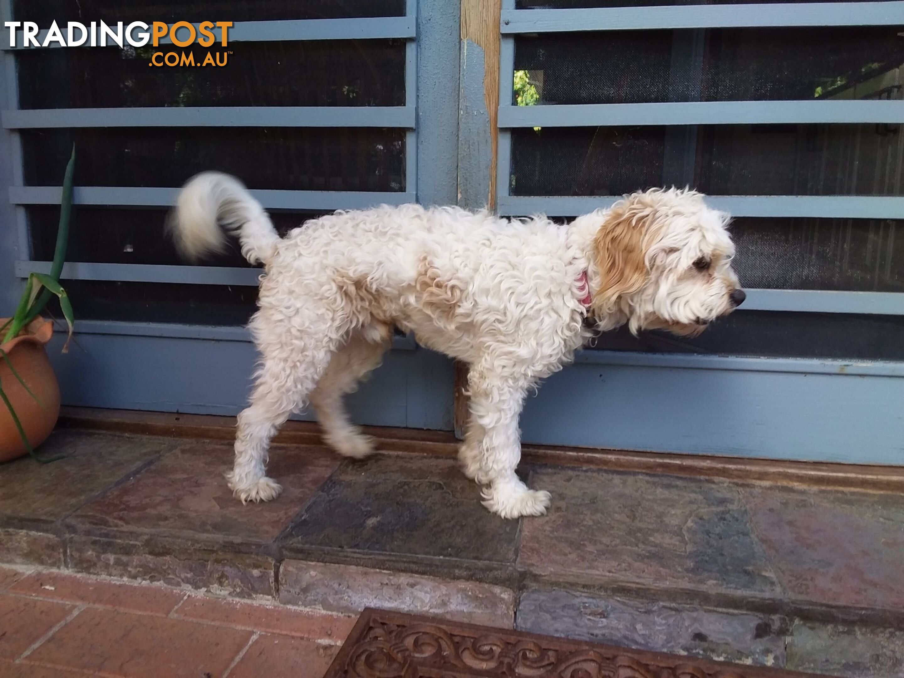 Cavoodle (16 mth old dog)