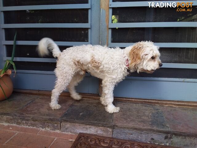 Cavoodle (16 mth old dog)