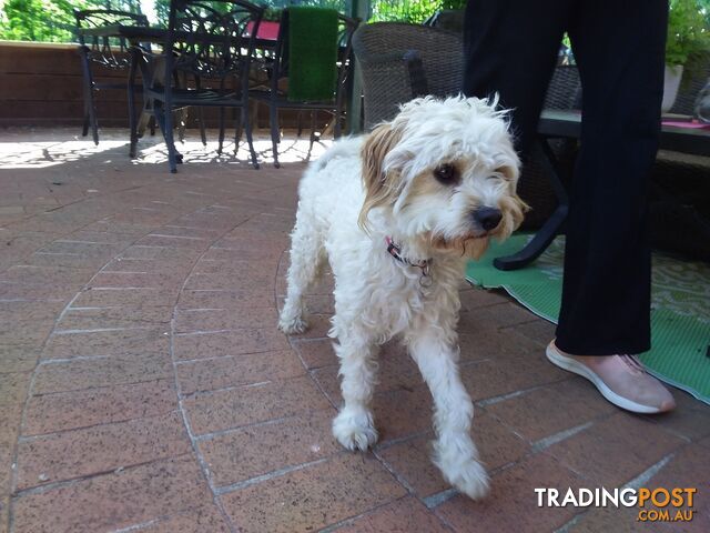 Cavoodle (16 mth old dog)