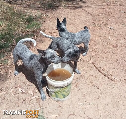 blue heeler trading post