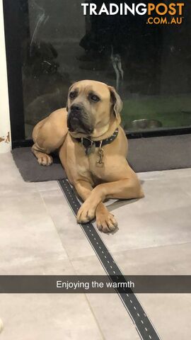 Female Formentino Cane Corso (Italian Mastiff)