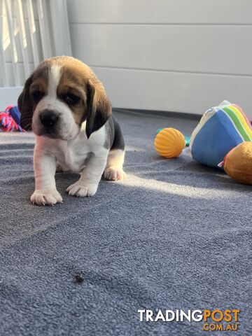 Beagle puppies