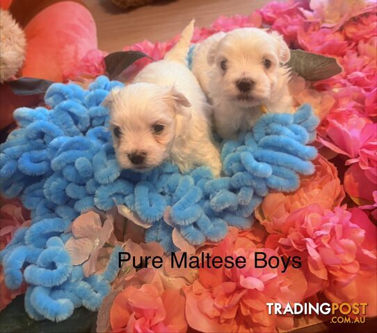 Maltese puppies