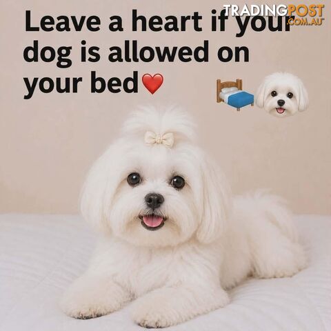 Maltese puppies