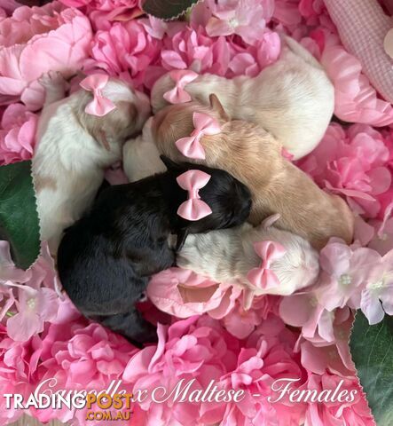 Cavaddle X. Maltese The little ones 🩷