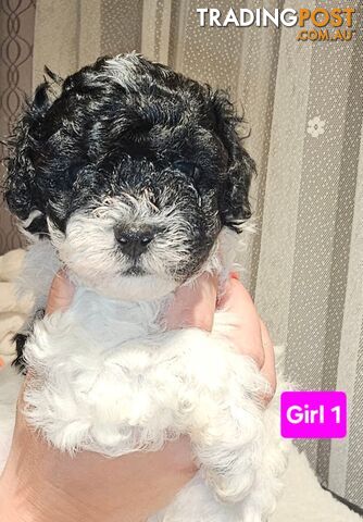 Toy Poodle cross Maltese Shih Tzu/ Shmoodle, shoodle