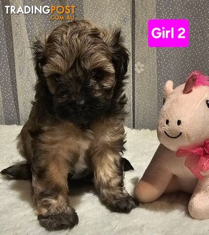 Toy Poodle cross Maltese Shih Tzu/ Shmoodle, shoodle