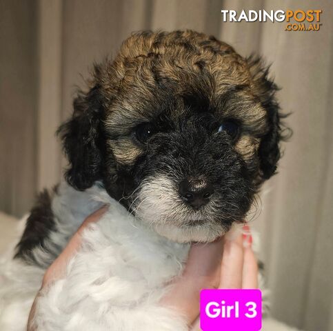 Toy Poodle cross Maltese Shih Tzu/ Shmoodle, shoodle