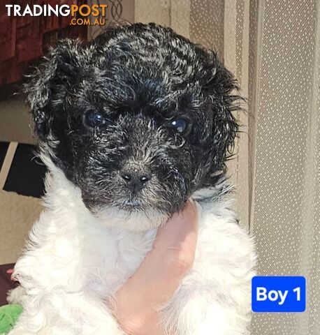 Toy Poodle cross Maltese Shih Tzu/ Shmoodle, shoodle