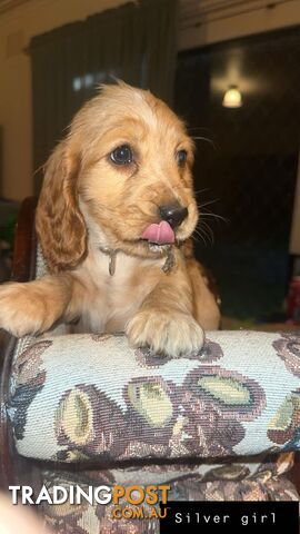 Pure  bred cocker spaniel puppies