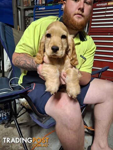 Purebred cocker spaniel puppies