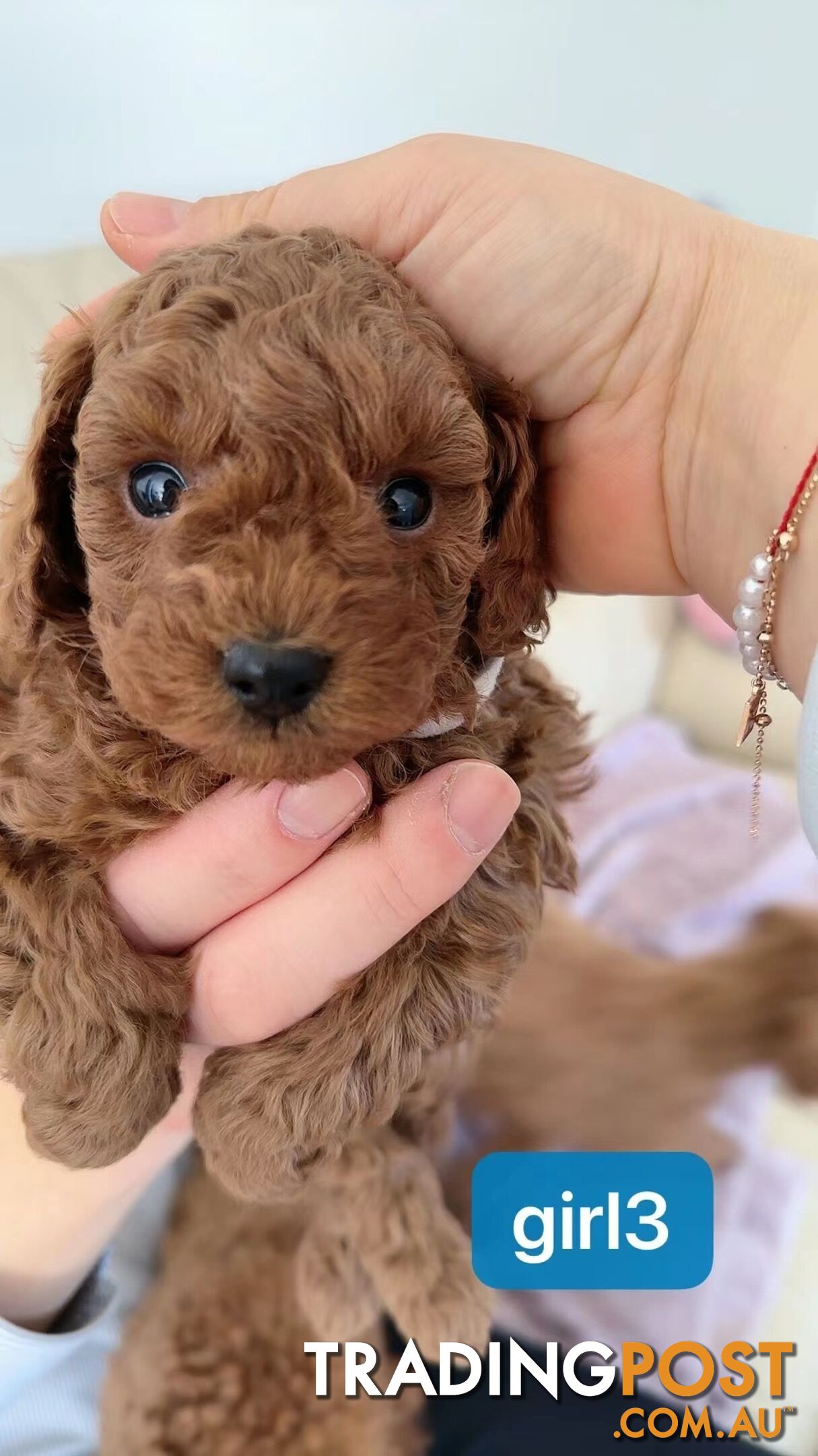 Little red poodle looking for a new home