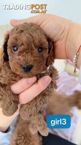 Little red poodle looking for a new home