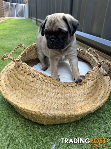 Adorable Purebred Pug puppies!