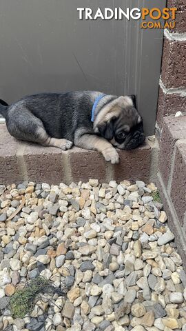 Precious Purebred Pug puppies!