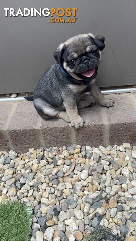 Precious Purebred Pug puppies!