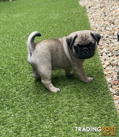 Precious Purebred Pug puppies!