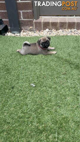 Precious Purebred Pug puppies!