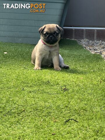 Precious Purebred Pug puppies!