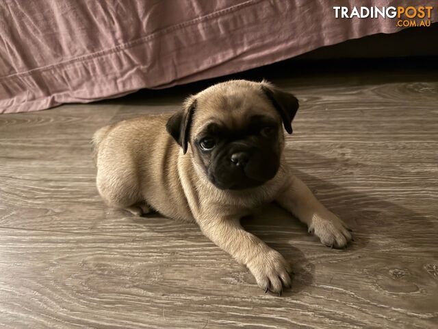 Precious Purebred Pug puppies!