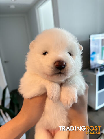 Samoyed Puppy