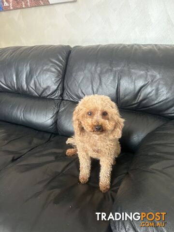 Toy Poodle