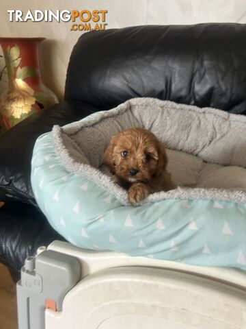 Cavoodle for Sale ready to go - photo 4 of 12
