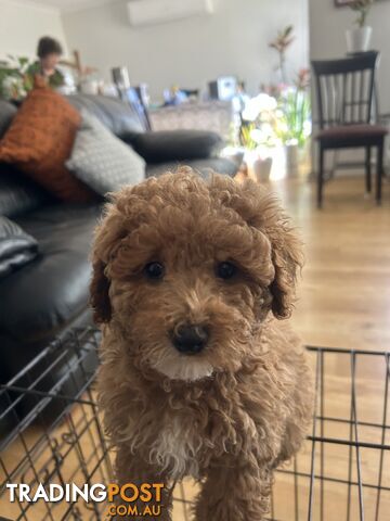 Cavoodle Puppies for Sale