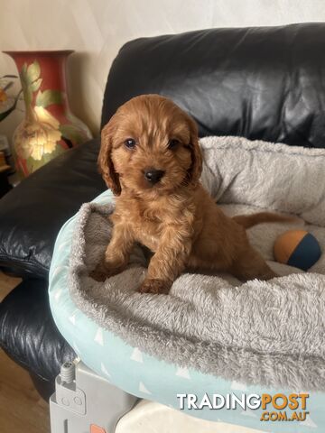 Cavoodle for Sale ready to go