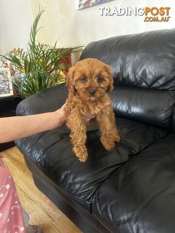 Gorgeous Cavoodle Female Puppy