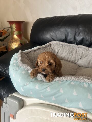 Cavoodle for Sale ready to go - photo 2 of 12
