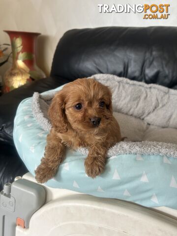 Cavoodle for Sale ready to go - photo 5 of 12