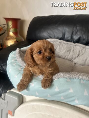 Cavoodle for Sale ready to go - photo 3 of 12