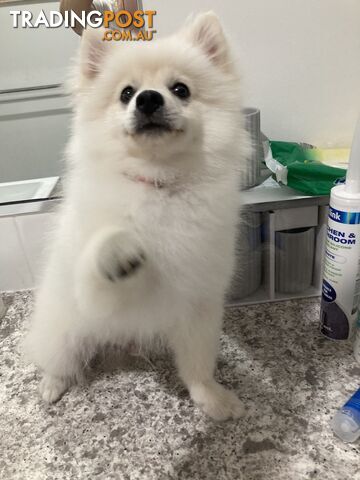 Pomeranian Puppy free to the right home