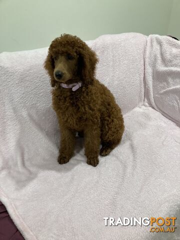 Standard Poodle Gorgeous Dark Red Puppy