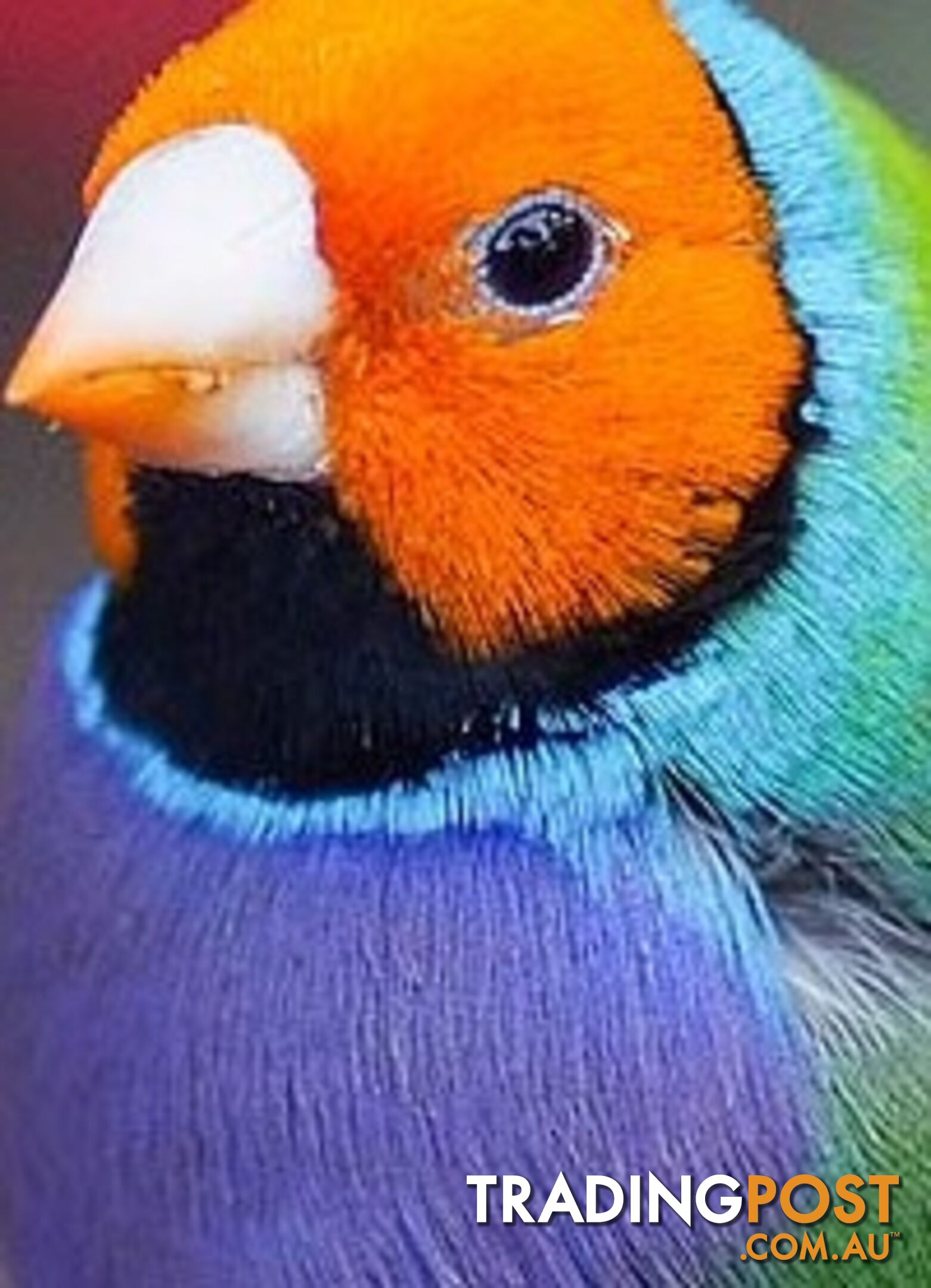 Wanted: Gouldian Finch Wanted Please