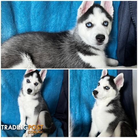 Blue Eyes, purebred Husky