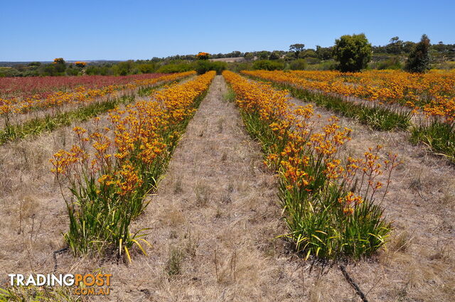 Lot 171 Wildflower Ridge Estate LOWER CHITTERING WA 6084