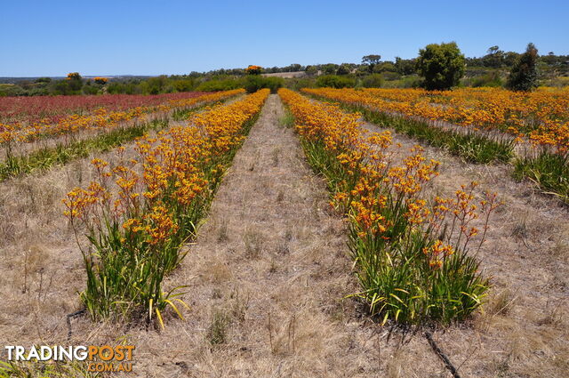 Lot 148 Wildflower Ridge Estate LOWER CHITTERING WA 6084