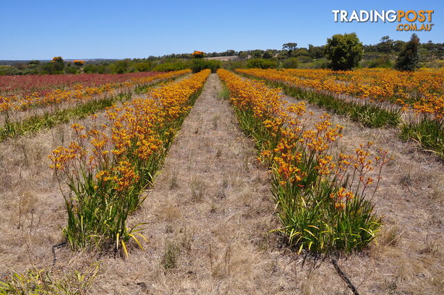 Lot 143 Wildflower Ridge Estate LOWER CHITTERING WA 6084