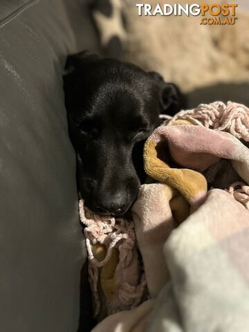 Labrador Retriever Bubbly boy looking to be re-homed