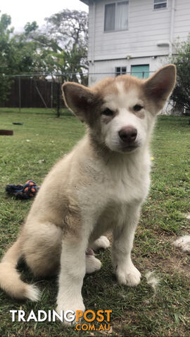 3 Purebred Alaskan Malamutes pups