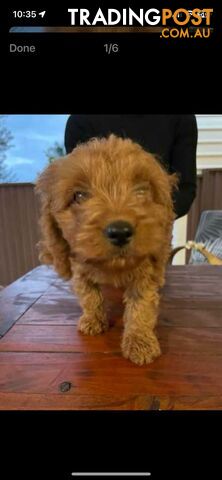 BROWN CAVOODLE PUPPY