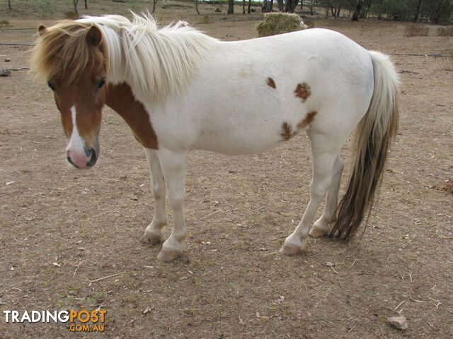 Miniature Horse and Pony Stud Closure Sale - Prices Reduced STARTING at $300