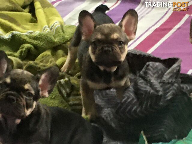 FRENCH BULLDOG PUPPIES