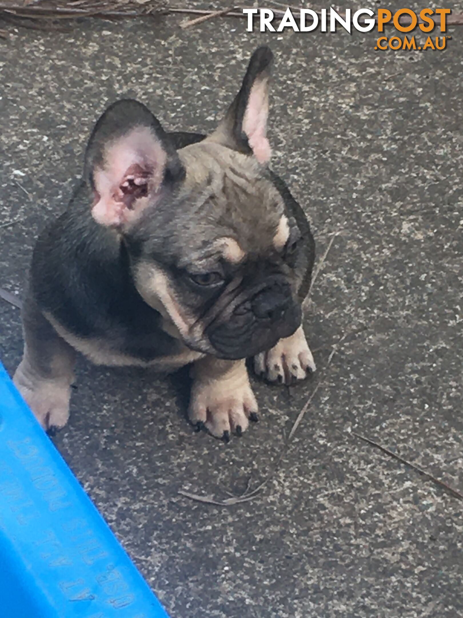 FRENCH BULLDOG PUPPIES