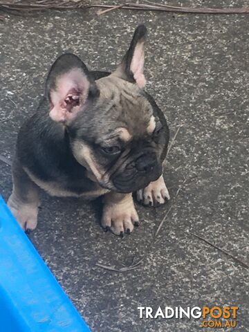 FRENCH BULLDOG PUPPIES