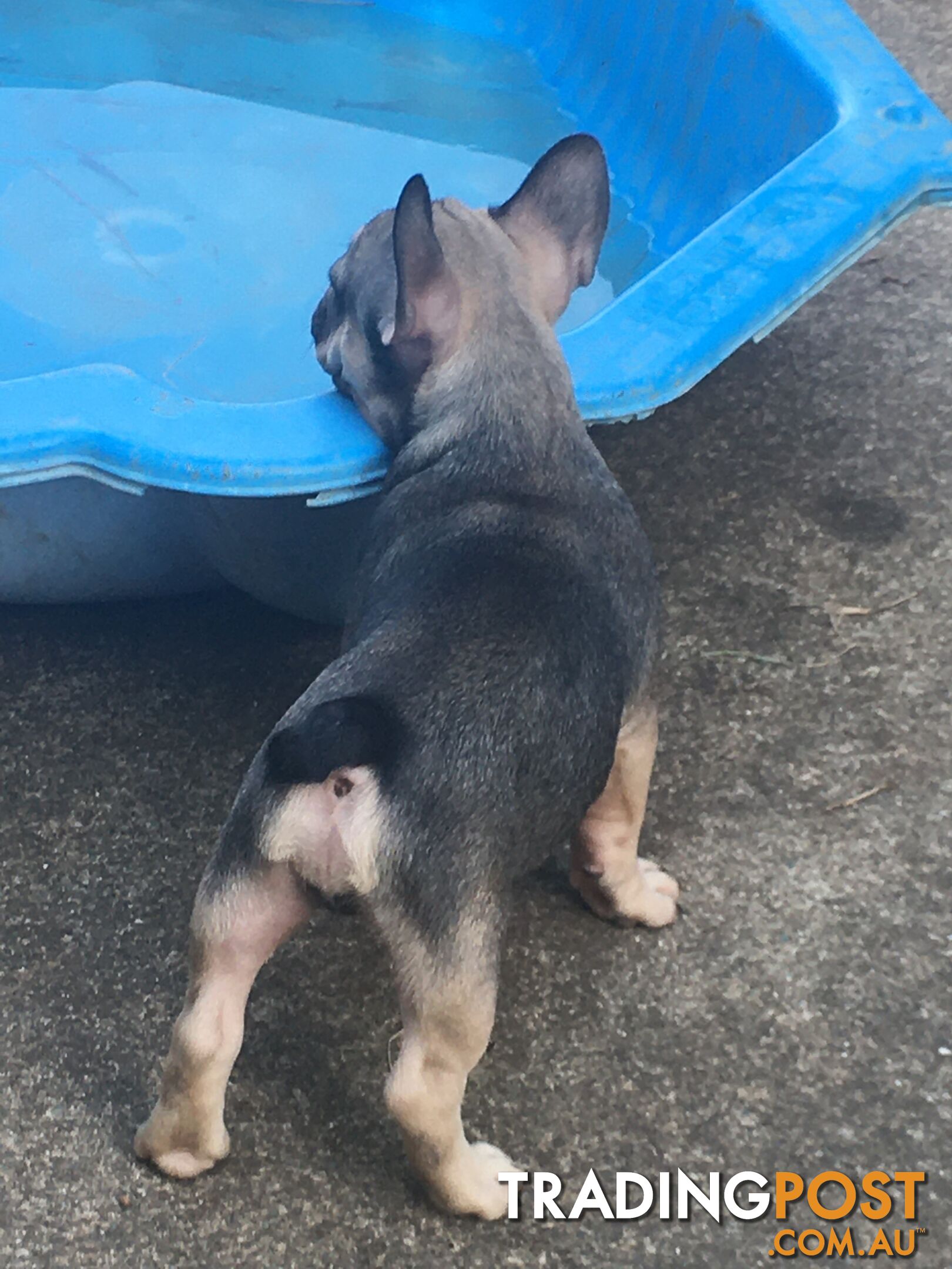 FRENCH BULLDOG PUPPIES