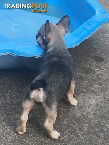 FRENCH BULLDOG PUPPIES