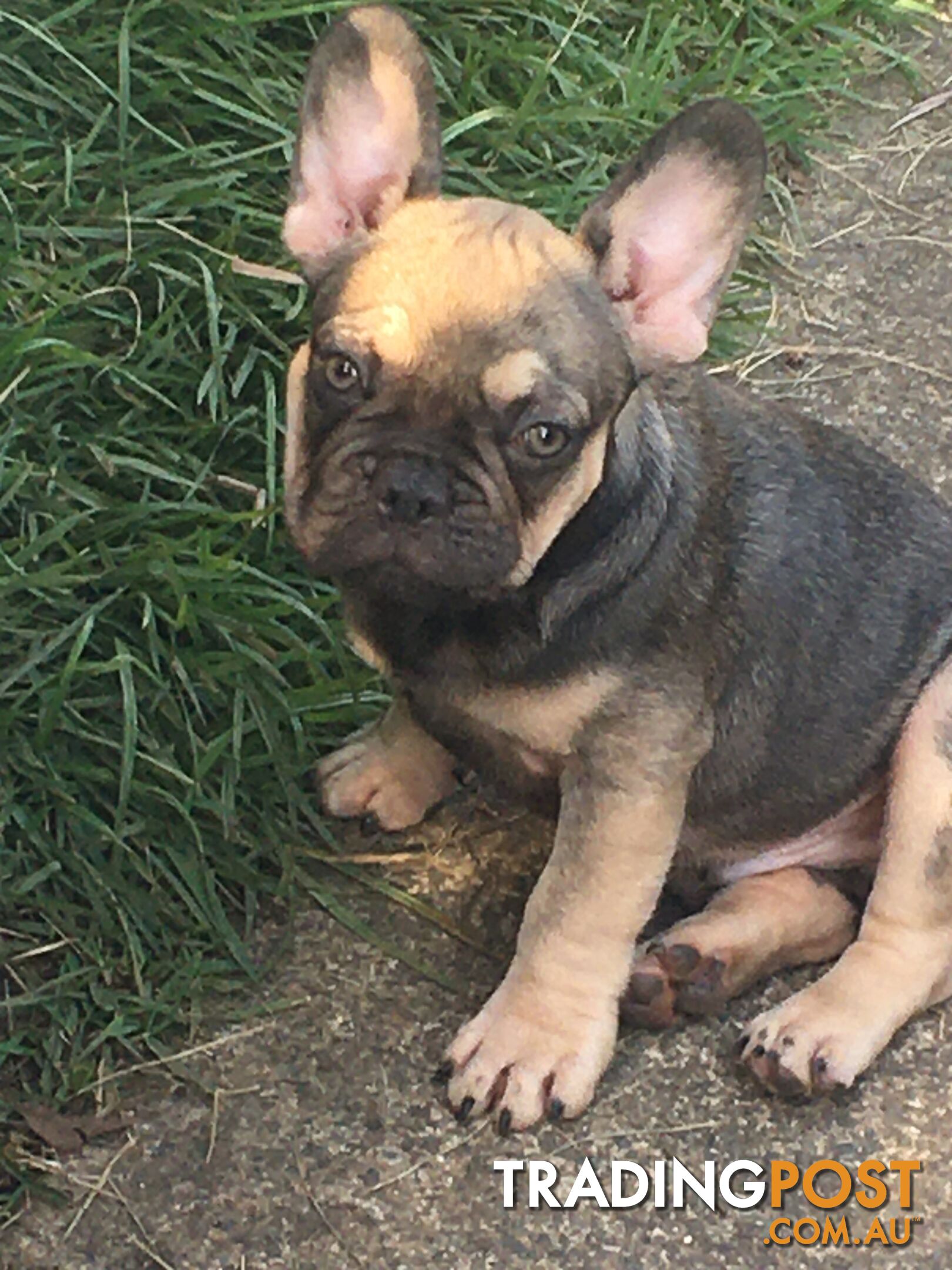 FRENCH BULLDOG PUPPIES